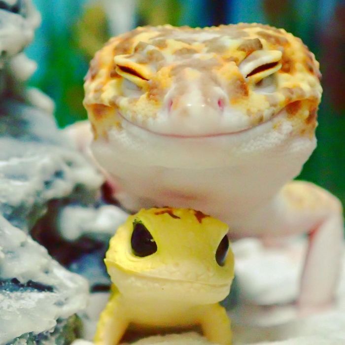 This Gecko Can't Stop Smiling When He's Around His Toy Gecko, And Their Pics Will Make Your Day