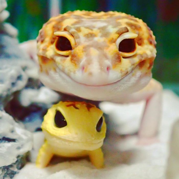 This Gecko Can't Stop Smiling When He's Around His Toy Gecko, And Their Pics Will Make Your Day
