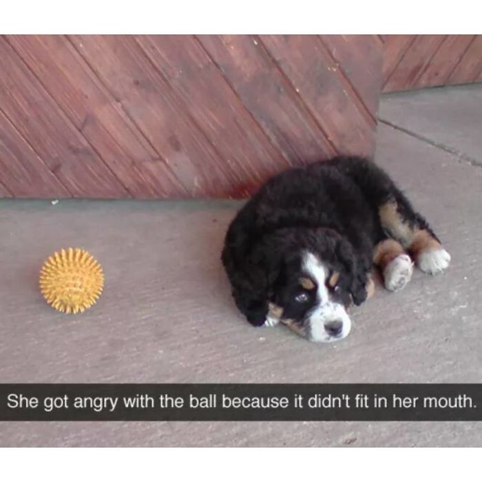 Dog Memes