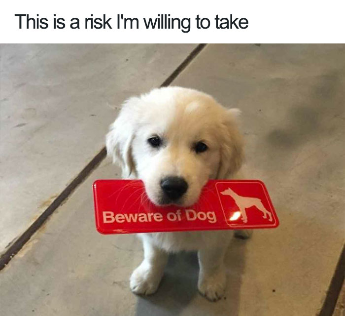 50 Of The Happiest Dog Memes Ever Bored Panda 50 Of The Happiest Dog Memes Ever Bored Panda