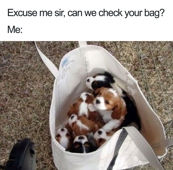 Bag O' Puppies