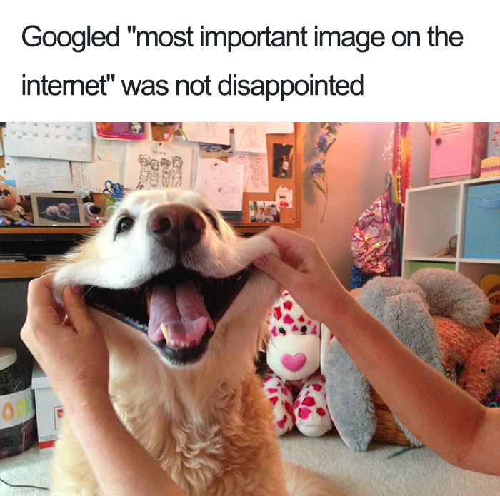 50 Of The Happiest Dog Memes Ever | Bored Panda