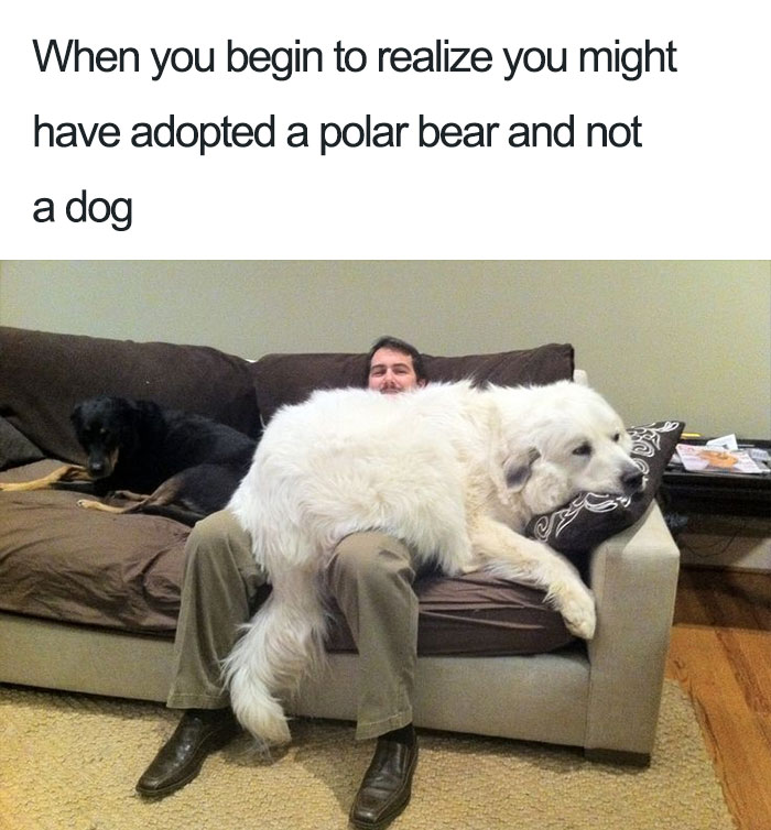 Polar Bear Pet