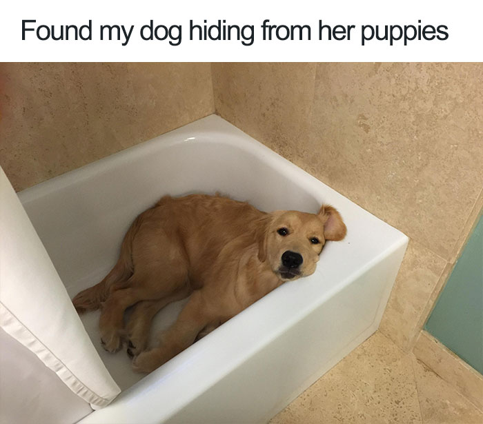 50 Of The Happiest Dog Memes Ever | Bored Panda