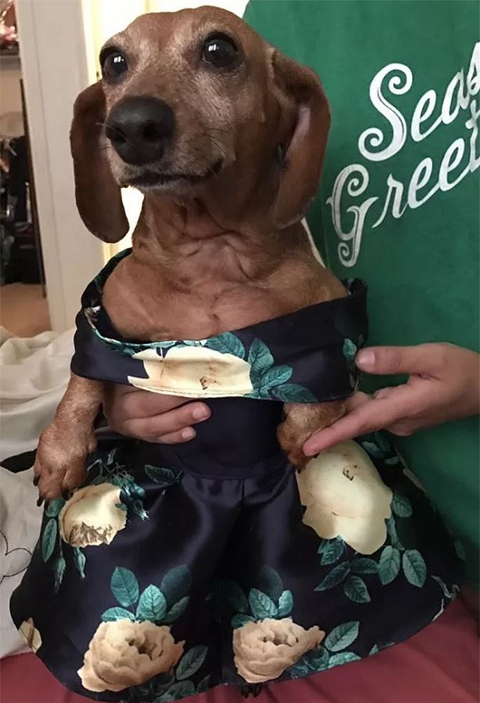 18-Year-Old Makes Her Dachshund A Matching Prom Dress, Wins The Internet