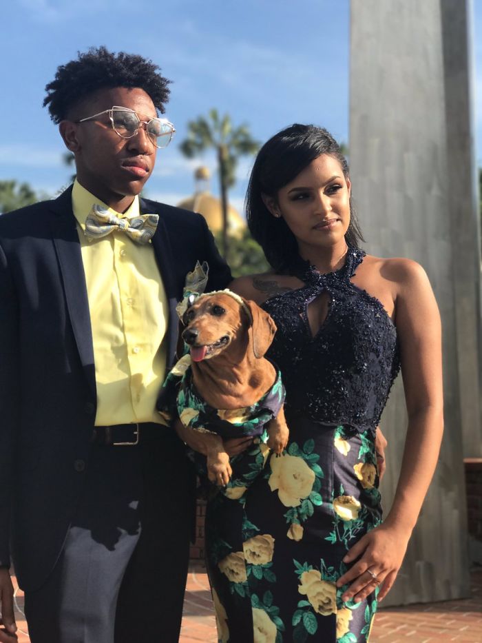 18-Year-Old Makes Her Dachshund A Matching Prom Dress, Wins The Internet