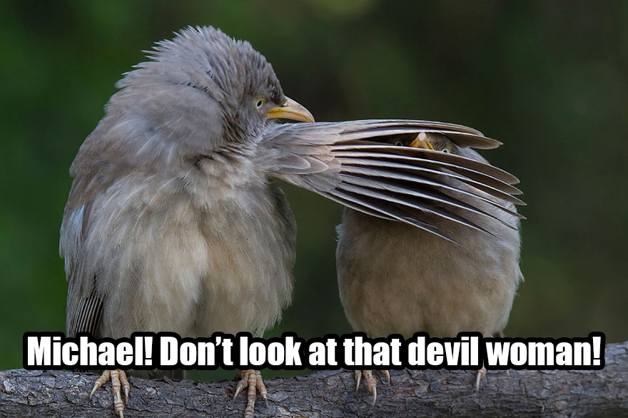 Saw The Winners Of The ‘Comedy Wildlife Photography Awards’ And Had To Add Some Captions