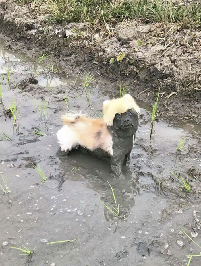 249 Reasons You Should Never Let Your Dog Play In The Mud | Bored Panda