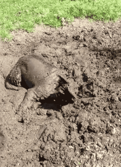 Dog Finds A Mud Pit, Celebrates Accordingly
