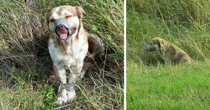Dog Left To Die With A Taped Mouth And Legs Can’t Stop Wiggling His Tail After Being Rescued By Plumbers