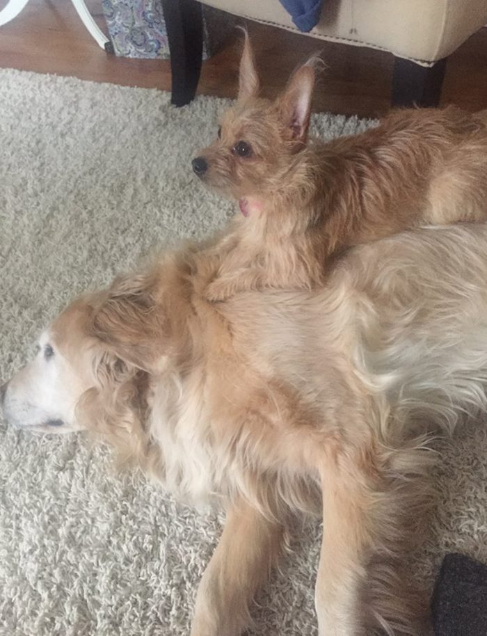 Tiny Dog Uses Her Big Brother To Do Everything, Becomes Internet Sensation