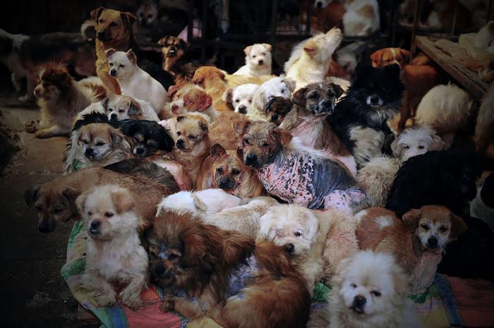 dog-meat-ban-yulin-festival-china- (11)