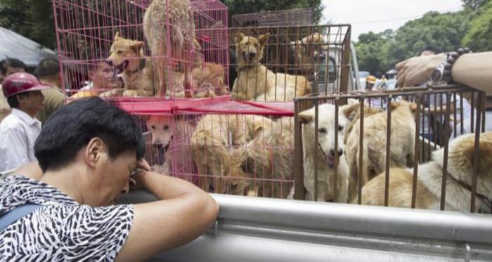 dog-meat-ban-yulin-festival-china- (25)