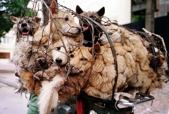 dog-meat-ban-yulin-festival-china- (9)