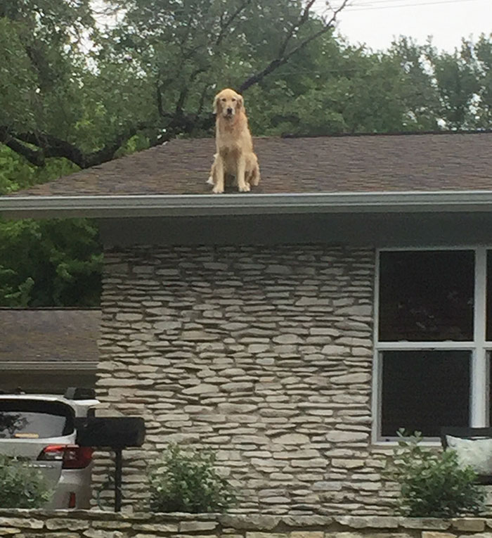 dog-on-rooftop-note-huck-1