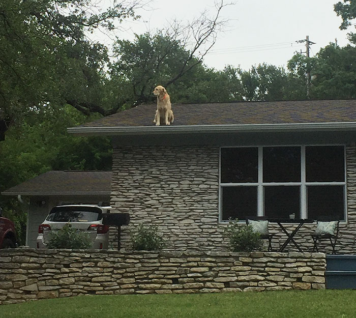 Family Makes Sign To Explain Why Their Dog Is On The Roof, And It Becomes An Internet Sensation