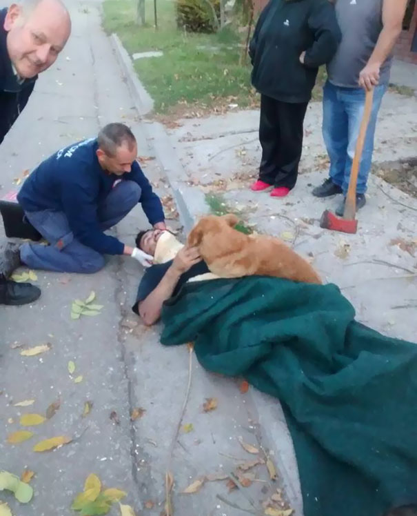 This Dog Refused To Leave His Owner Who Got Injured And Lost Consciousness After A Fall