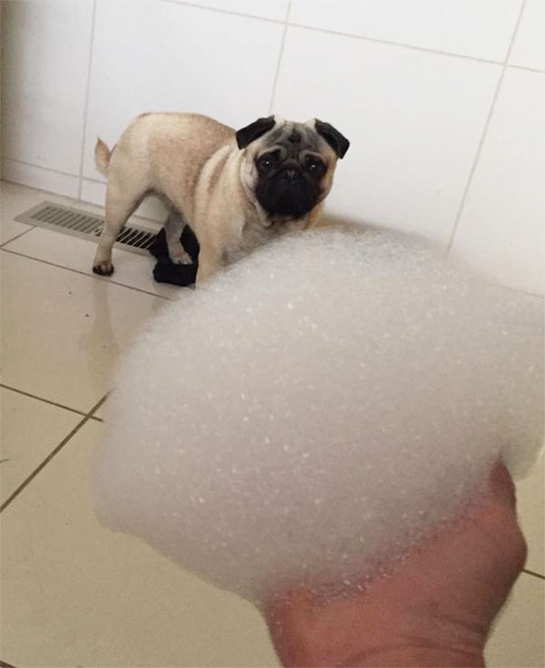My Dog Is A Wuss Scared Of Bath Bubbles