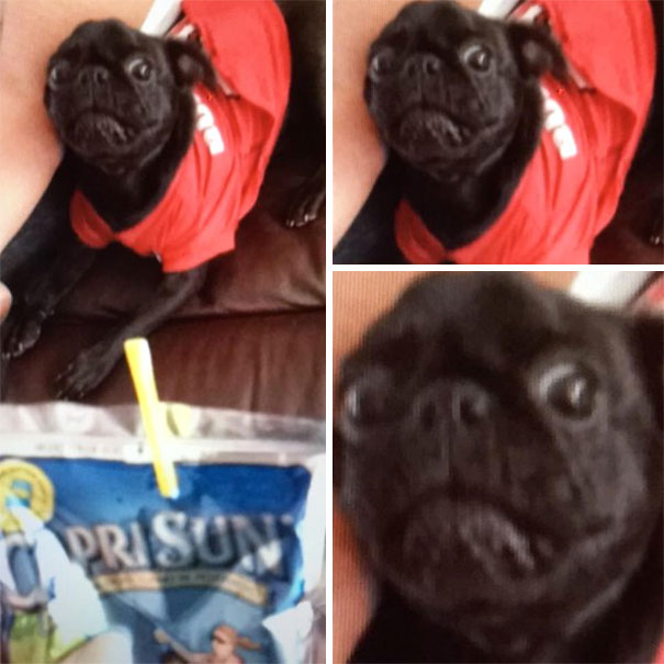 More I Hope This Picture Of My Dog Being Scared Of A Capri Sun