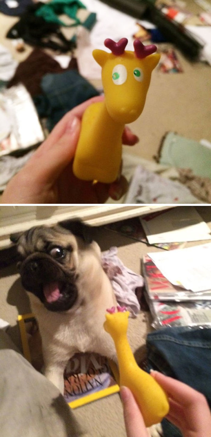 Le compramos al perro esta jirafa de juguete y le aterroriza