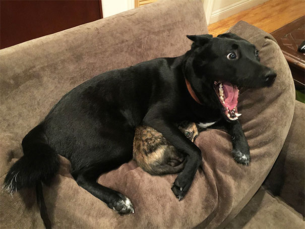 Dog And Kitten Afraid Of Thunder