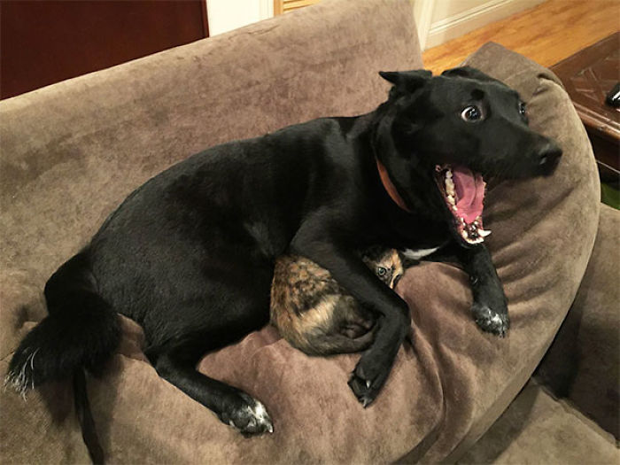Perro y gato asustados con los truenos