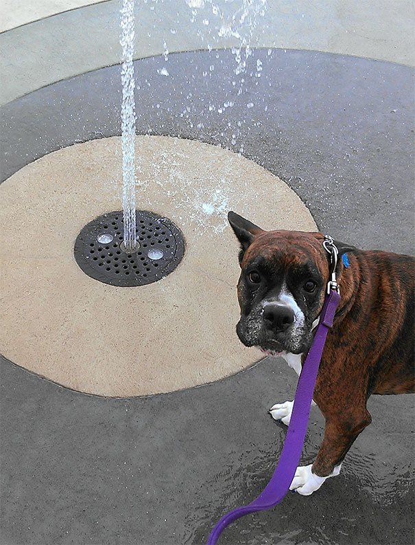This Is My Dog Being Afraid Of Water Fountains