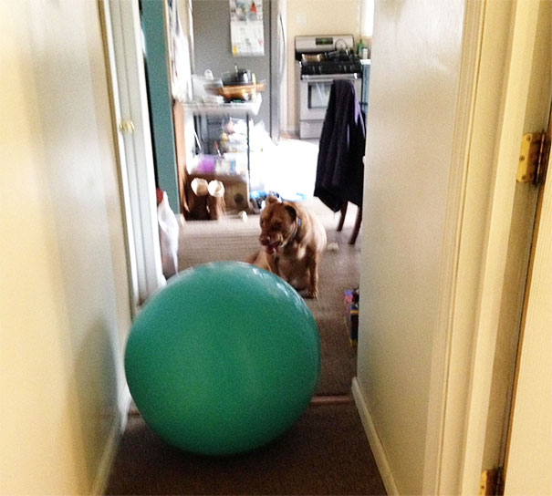 My Dog Is Afraid Of A Exercise Ball