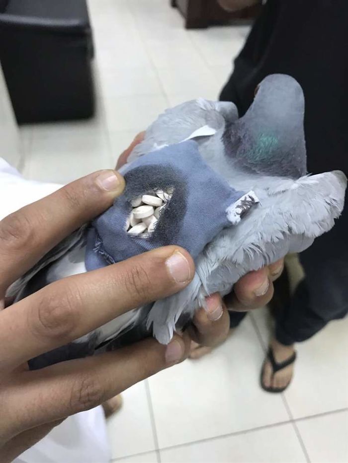 Pigeon Gets Caught Trying To Smuggle Almost 200 Ecstasy Pills Across The Border