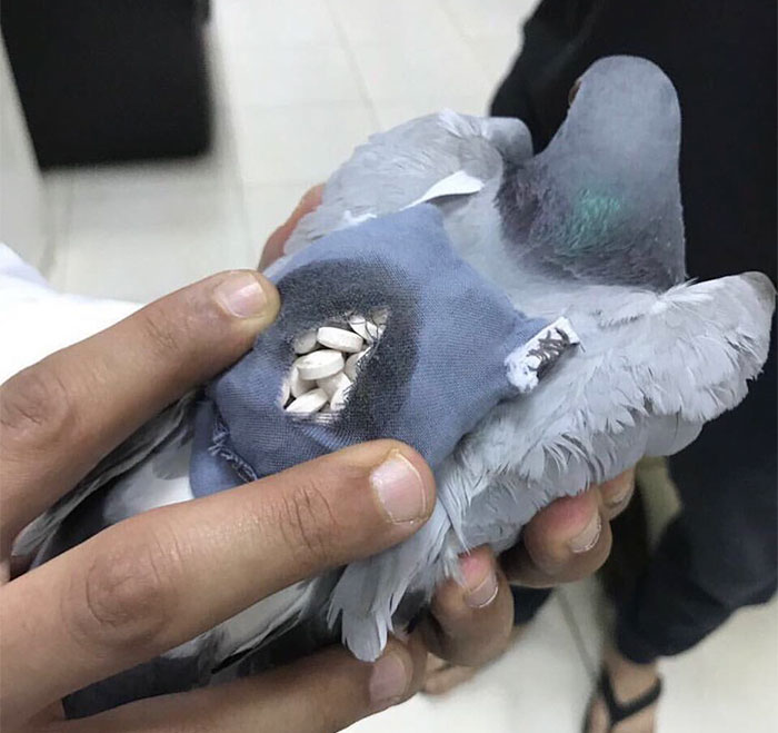 Pigeon Gets Caught Trying To Smuggle Almost 200 Ecstasy Pills Across The Border
