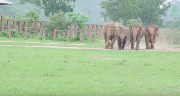 Elephants Run To Say Hello To A Rescued Baby Elephant, Prove They Are  Better Than People | Bored Panda