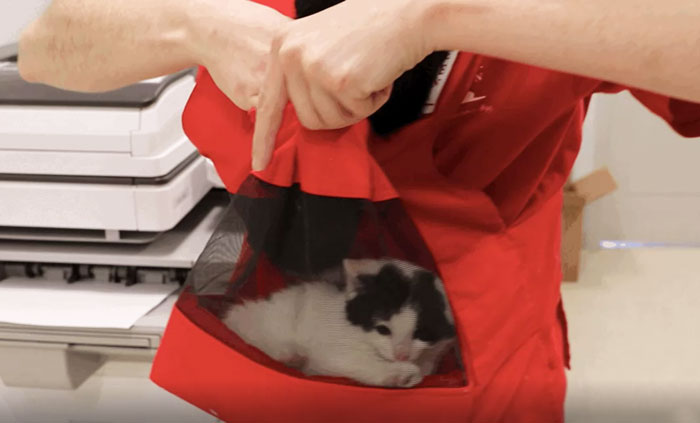 This Shelter Created 'Kitty Bjorn' To Help Feral Kittens Get Used To Their Humans