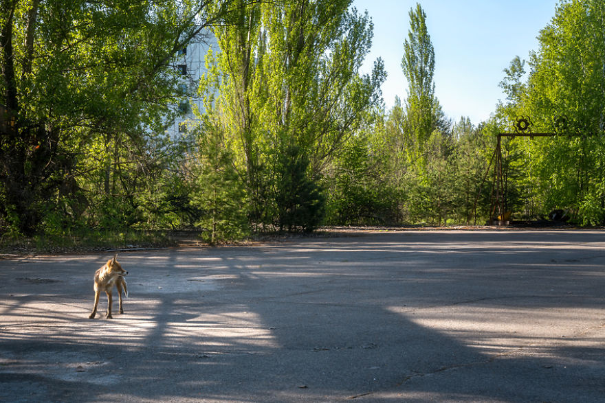Fox Roaming Around Pripyat