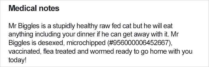 Shelter Writes Brutally Honest Adoption Memo For Their 'Utter Bastard Of A Cat'