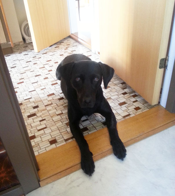 My Dog Also Know That She Isn't Allowed In The Kitchen, And Thinks That This Doesn't Count As 'Being In The Kitchen'
