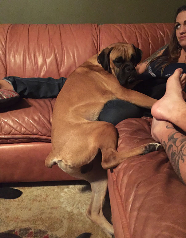 My Boxer Isn't Allowed To Be On The Couch. He Won This One On A Technicality