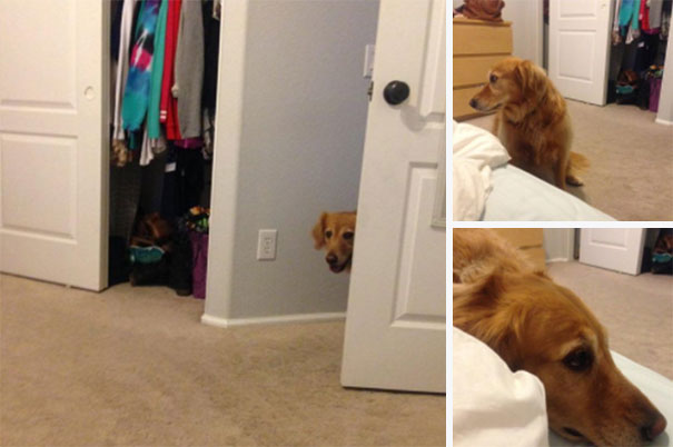 My Dog Knows She's Not Allowed In My Room So She Thinks If We Don't Make Eye Contact I Won't Kick Her Out