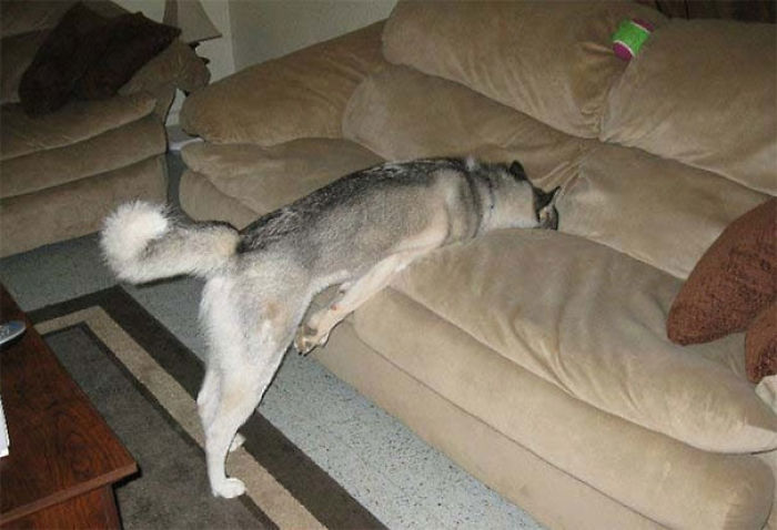 No se le permite poner las patas en el sofá
