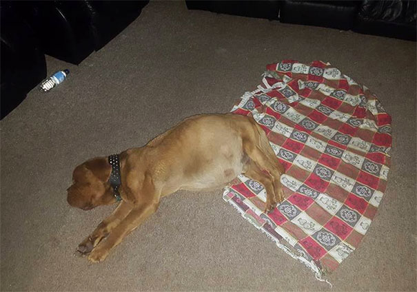My Dog Has To Sleep On His Rug When Inside..... This Is Him Bending The Rules