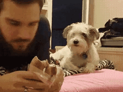 Hungry Puppy Pretends He's Not Begging For Food By Looking The Other Way
