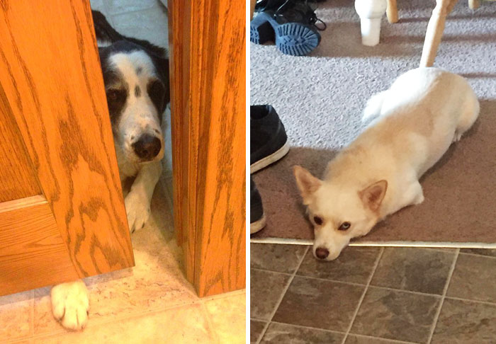 30 Times Dogs Tried To Bend Human Rules, And It Was Hilariously Adorable