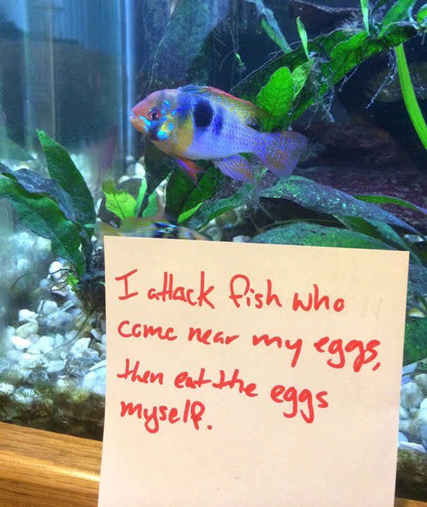 Giving Fish-Shaming A Try