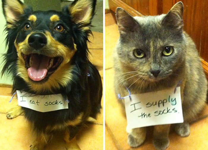 Share Your Pics Of Pets Being Shamed For Their Crimes