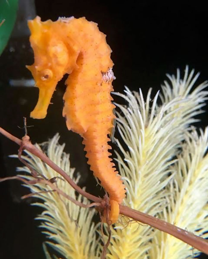 Girl Rescues Orange Seahorse Mistaken For A Cheeto, The Creature Turns Yellow Once She Feels Better