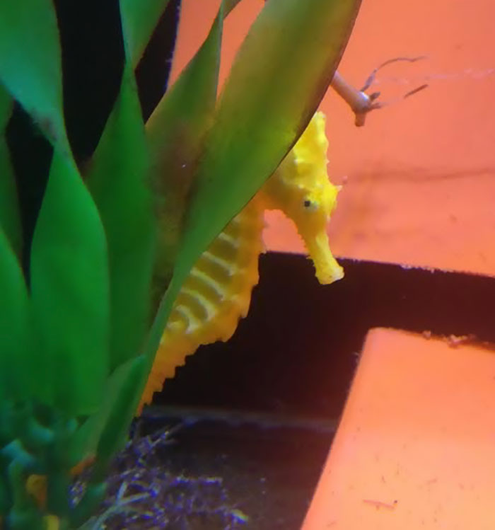Girl Rescues Orange Seahorse Mistaken For A Cheeto, The Creature Turns Yellow Once She Feels Better