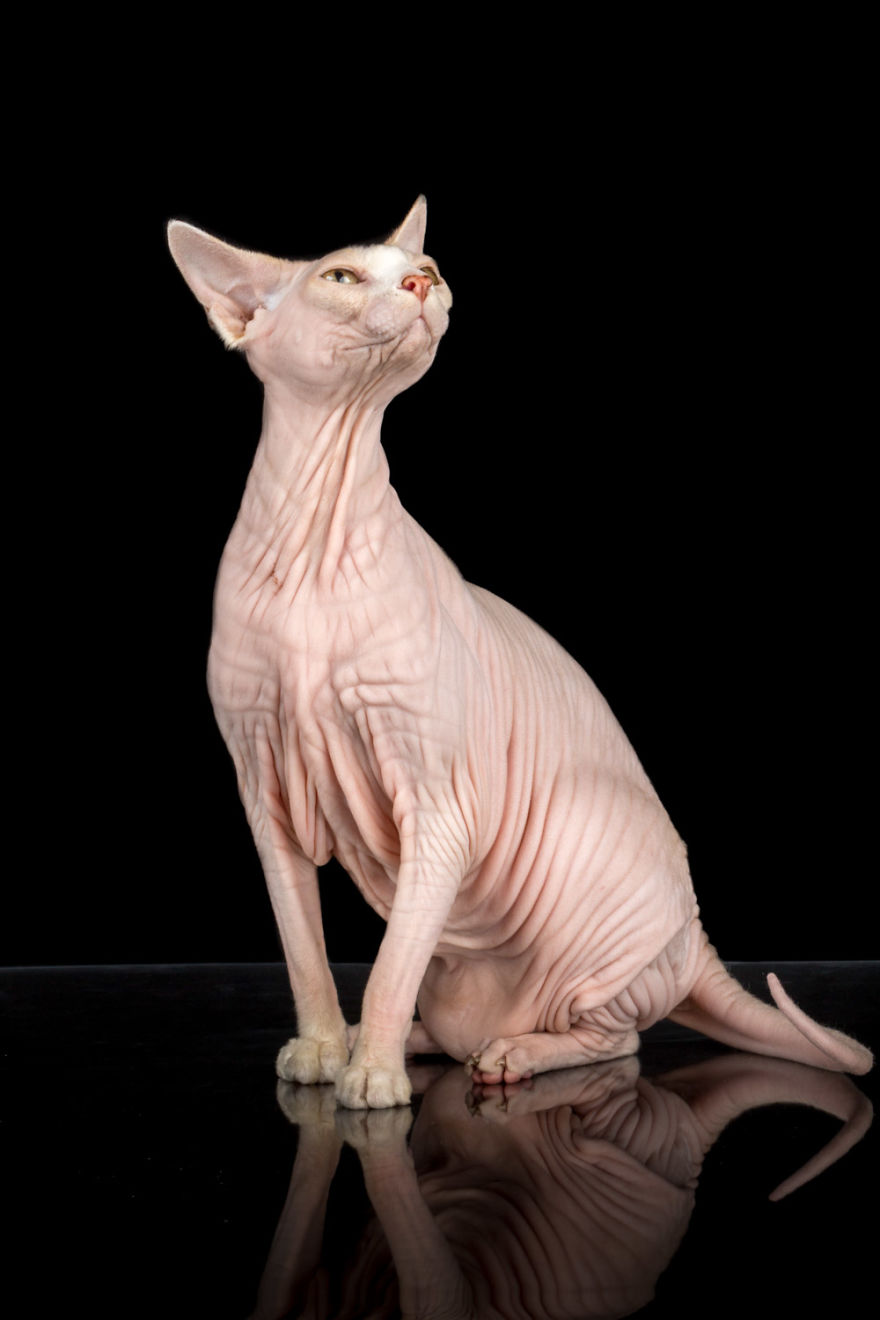 10+ Photos Of Hairless Cats That Will Remind You Of Aliens