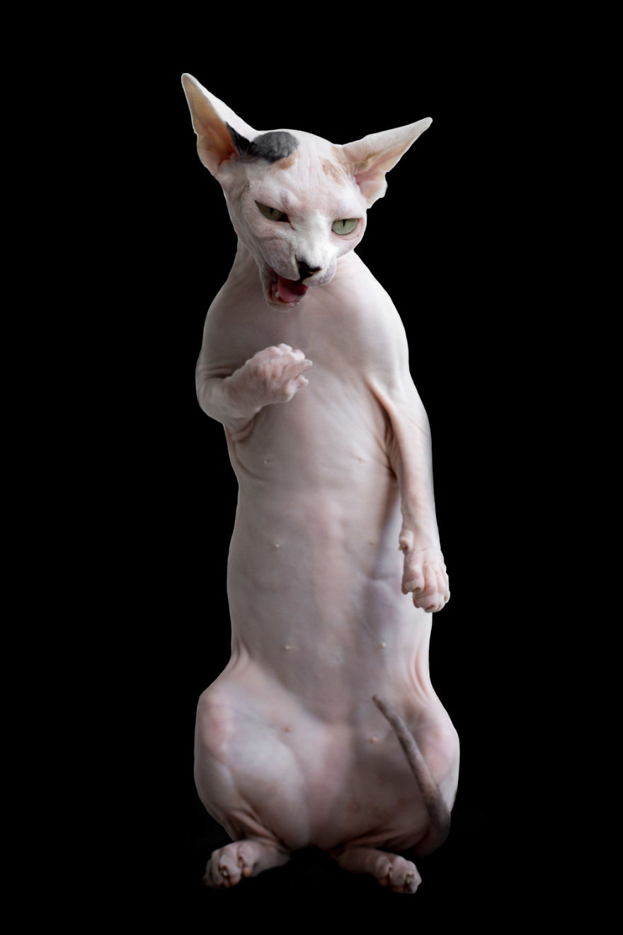 10+ Photos Of Hairless Cats That Will Remind You Of Aliens