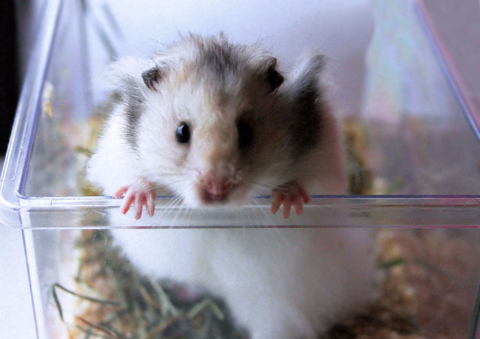 Hamster Left To Die Gets Rescued By Police Officers, And Now They're Fighting Crime Together