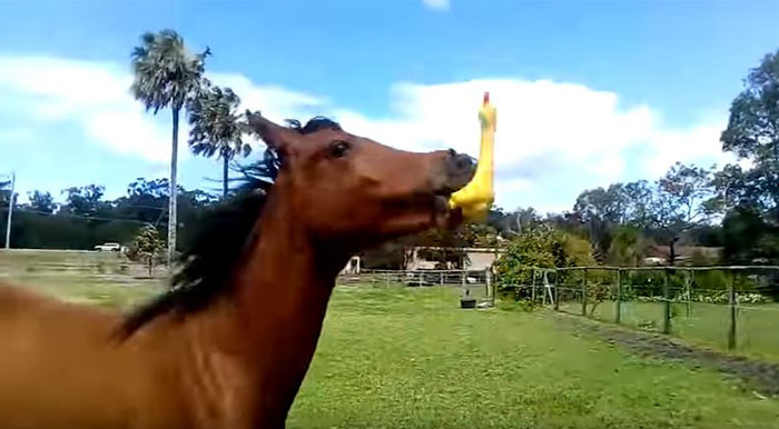 Someone Gives Horse Rubber Chicken And Hilarity Ensues