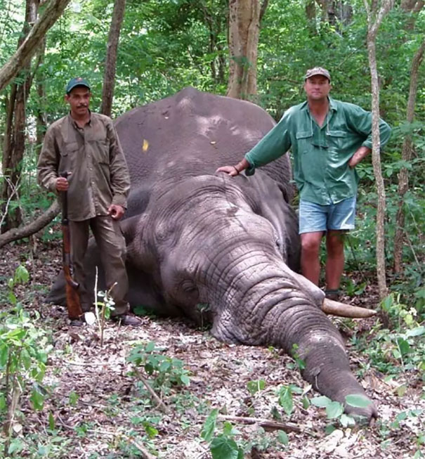 Elephant Just Killed Big Game Hunter During His Hunt In Africa